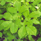 Brazilian Herb SABIA ショップトップページ